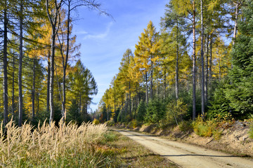 Fototapeta na wymiar Forest road in autumn