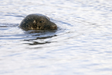 Common Seal, or Harbour Seal (Phoca vitulina), head surfaced in the sea off Shetland, Scotland, UK.