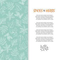 Spice and herbs banner - hand sketched culinary and medicine herbs background