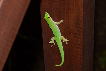 Green Gecko Sitting on the Ledge