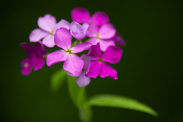 lila Blüte vor grünen Hintergrund