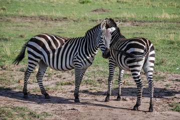 Fototapeta na wymiar Zebras Masai Mara Kenya Africa