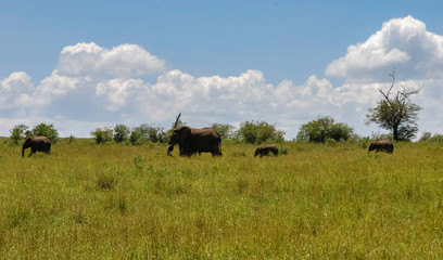 Fototapeta na wymiar Elephant in Masai Mara Kenya Africa