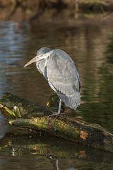 Grey heron , Ardea cinerea