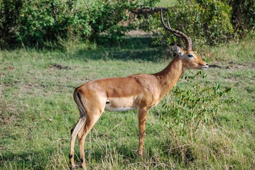 Impala gazelle Masai Mara Kenya Africa