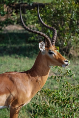 Fototapeta premium Impala gazelle Masai Mara Kenya Africa