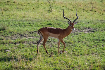 Naklejka na ściany i meble Impala gazelle Masai Mara Kenya Africa