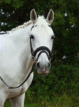 Portrait of a White Warmblood Horse