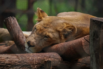 Naklejka na ściany i meble Sleeping Lion Nairobi National Park Kenya Africa