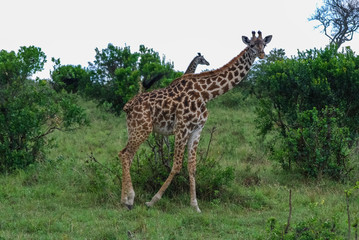 Giraffe Masai Mara National Park Kenya
