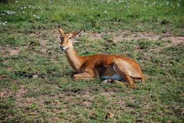 Impala gazelle Masai Mara Kenya Africa