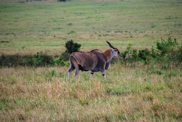 Eland in Masai Mara National Park Kenya