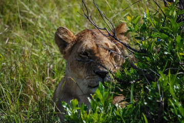 Lion Masai Mara Kenya Africa