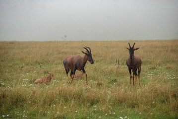 Naklejka na ściany i meble Topi Antelope in rain Masai Mara National Park Kenya