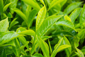 Tea leaves Kenya, Africa
