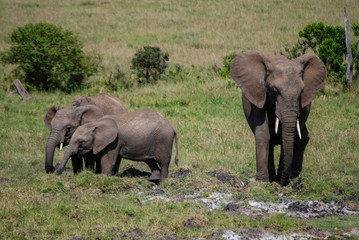 Elephant in Masai Mara Kenya