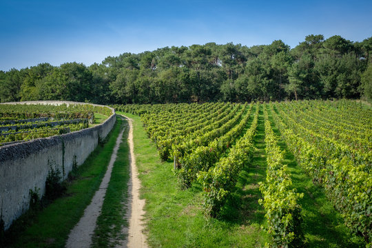 Vignoble Anjou