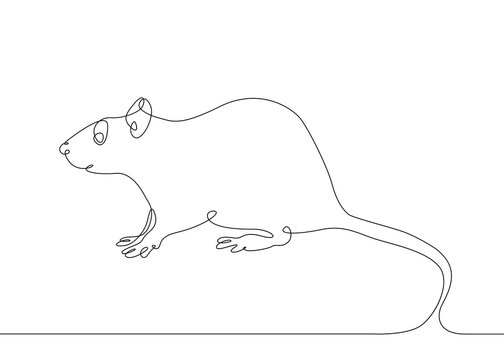 continuous line drawing rat mouse