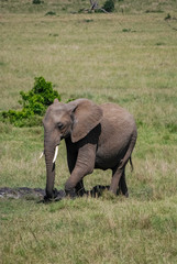 Fototapeta na wymiar Elephant in Masai Mara Kenya Africa