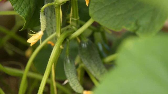 Close-up shot of several cucumbers hanging on plant vines. Rich harvest. Organic food, farming and agriculture