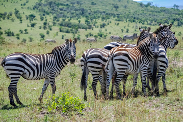 Fototapeta na wymiar Zebras Masai Mara Kenya Africa