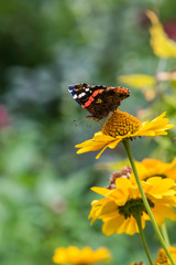 Red Admiral Butterfly on False Sunflower