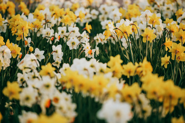 Different kind of white and yellow daffodil flowers blooming in spring park