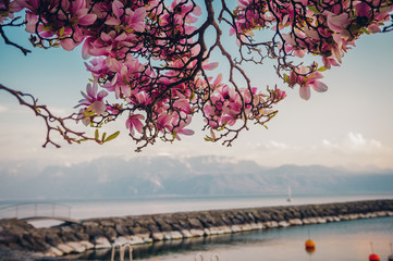 Amazing spring landscape of swiss Lake Geneva and blooming Magnolia flowers