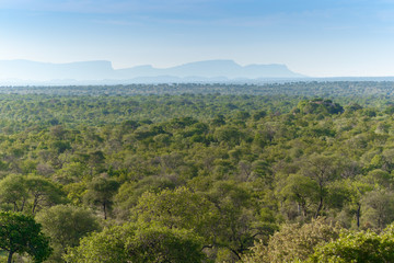 Fototapeta na wymiar Kruger National Park, Mpumalanga, South Africa