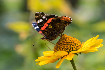 Red Admiral Butterfly on False Sunflower