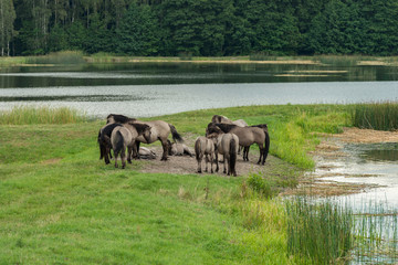 Horses , Stawy Echo , Roztocze National Park , Poland