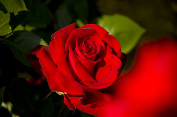 春の真っ赤なバラ