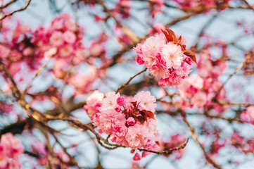 Beautiful pink cherry blossom in spring against blue sky