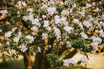 Blooming apple tree branch with large white flowers.Beautiful natural seasonsl background with apple tree's flowers.