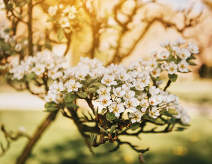 Blooming apple tree branch with large white flowers.Beautiful natural seasonsl background with apple tree's flowers.