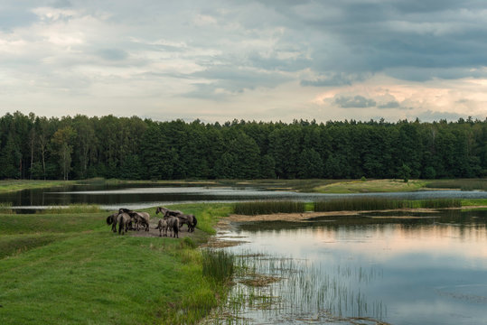 Horses , Stawy Echo , Roztocze National Park , Poland