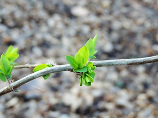 Erster Austrieb in Januar 2018