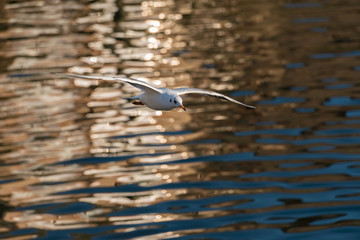 Seagull in flight