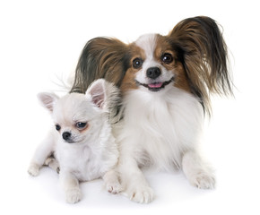 papillon dog and chihuahua