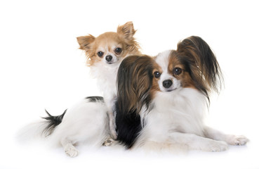 papillon dog and chihuahua