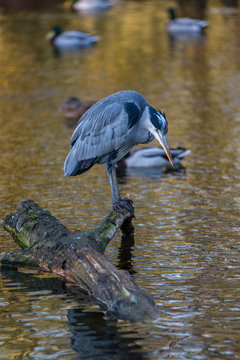 Grey Heron , Ardea Cinerea , Berkshire United Kingdom