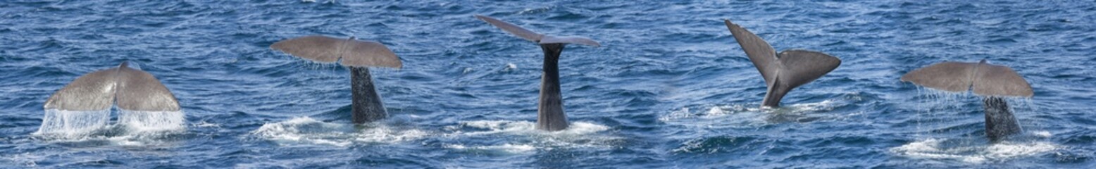 Fototapeta premium sekwencja nurkowania wielorybów w Andenes na Lofotach w Norwegii