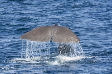 Fototapeta premium tail of a whale while diving at Andenes at the Lofoten Islands in Norway