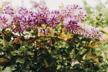Beautiful purple wisteria blooming in spring garden