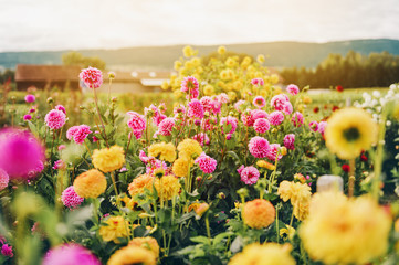 Beau champ avec des fleurs de dahlia roses et jaunes, jardin d& 39 automne rempli de lumière du soleil