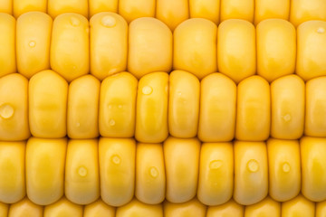 Yellow corn as a background.