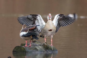 nilgänse