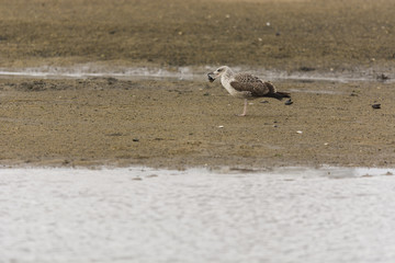Young seagull eating