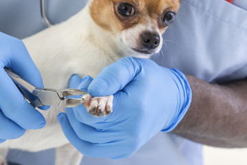 Vet wrapping a bandage around a Chihuahua's paw in front of a white background © JPC-PROD