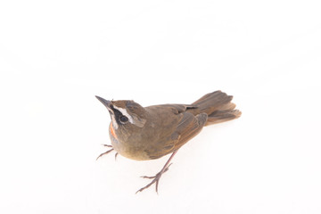 Luscinia calliope, white background, close-up